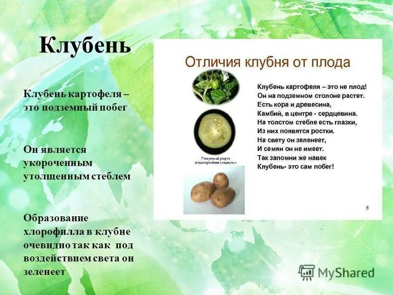 Курсовая работа картофель. Курсовая работа картофель