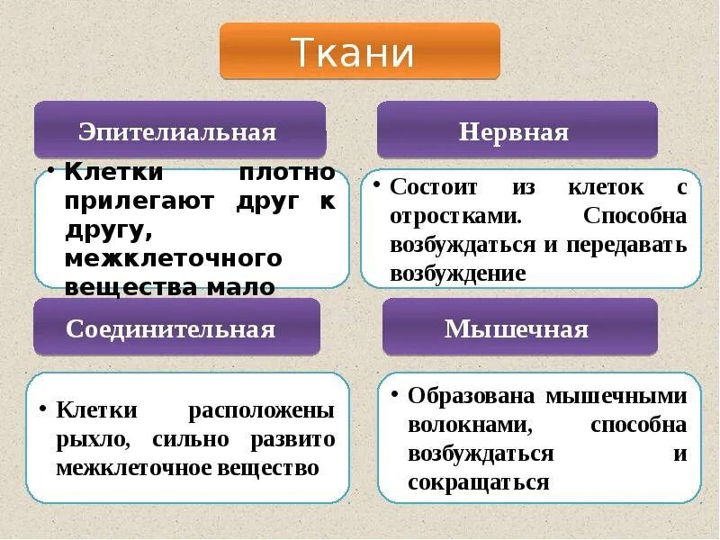 Ткани и их функции биология 8 класс кратко. Ткани человека. Виды тканей человека.