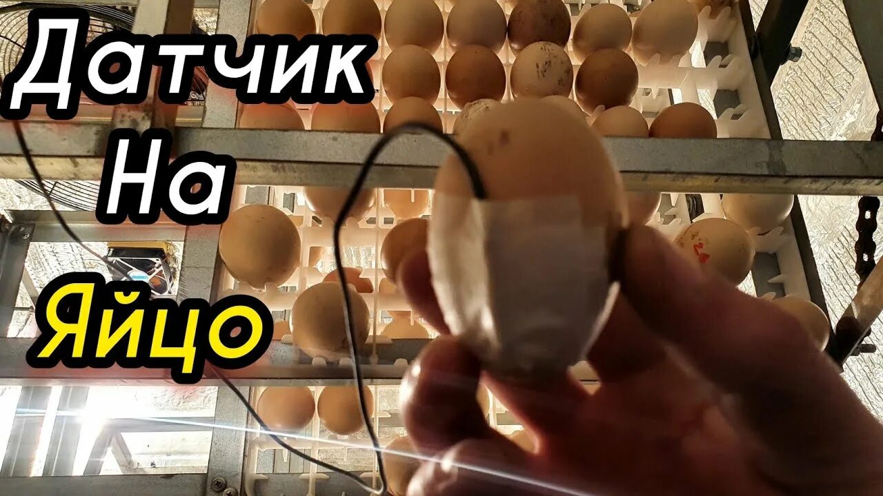 Датчик на яйцо в инкубаторе блиц. Датчик температуры на яйцо. Датчик температуры на яйцо в инкубаторе. Датчик температуры яйца Egg sensor. Датчик на яйцо в инкубаторе