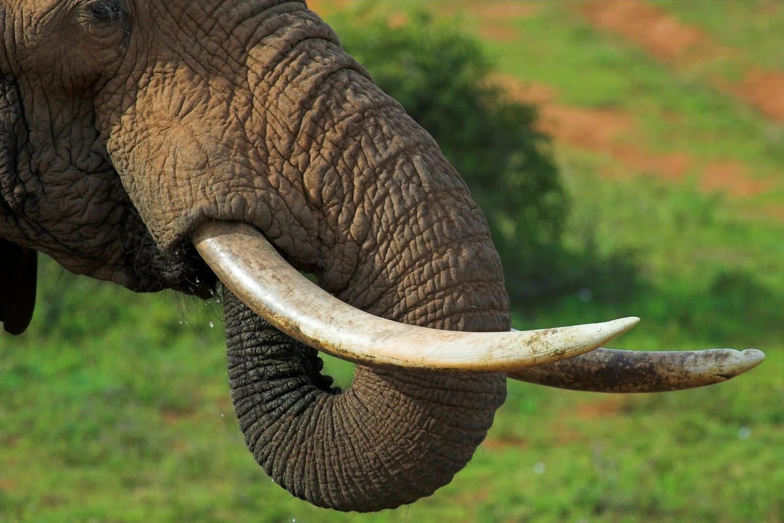 Бивни африканского слона. Хобот и бивни слона. Бивни слонов. Клыки слона. Elephant tusks