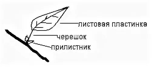 Формирование листьев