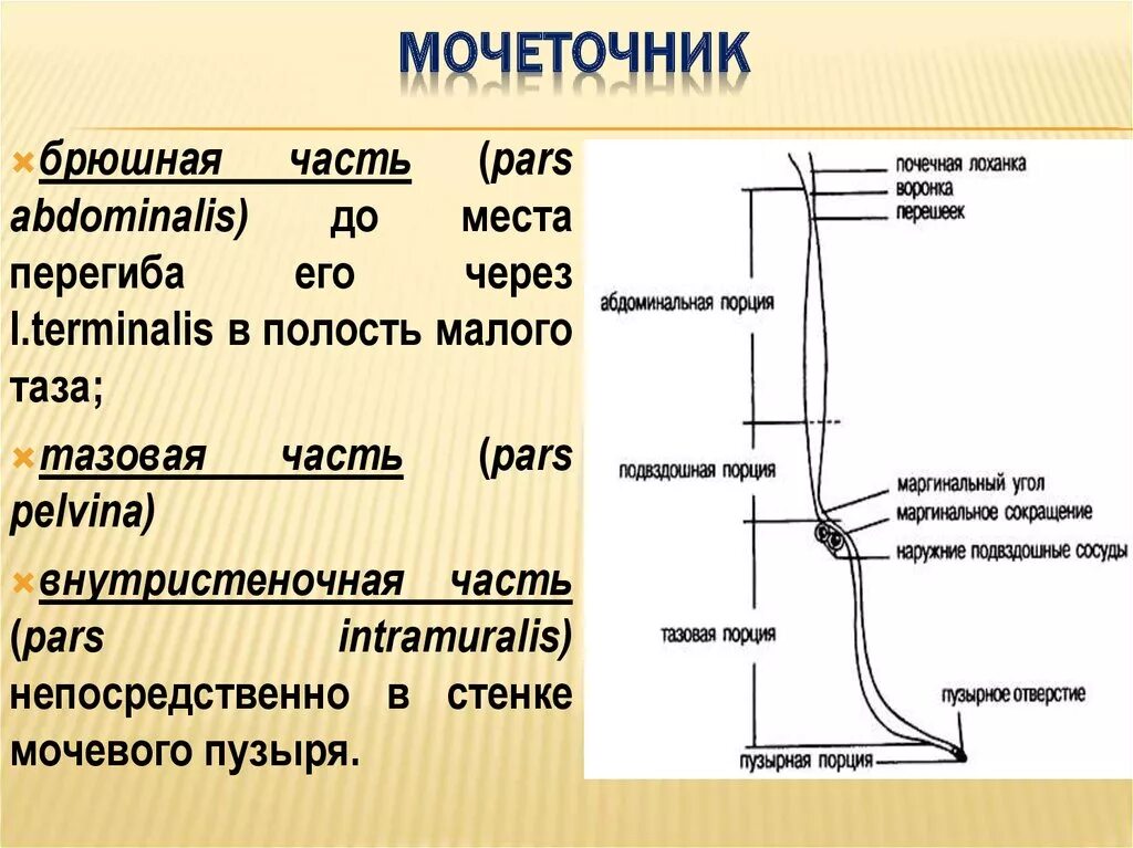 Мочеточник дистальный. Мочеточник строение его части. Сужения мочеточника анатомия. Интрамуральный отдел мочеточника. Границы верхней трети мочеточника.