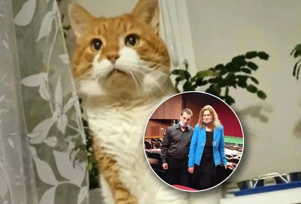 Кот кузя из северодвинска. Анна-виктория громович кот кузя. Анна-виктория громович кот кузя. Кот кузя живодеры из северодвинска. Северодвинск видео кот.