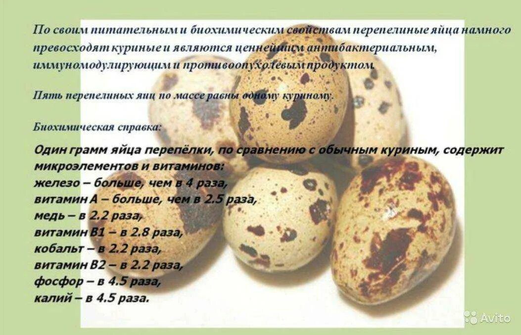 Можно ли пить перепелиные. Полезность перепелиных яиц. реклама перепелиных яиц. перепелиные яйца польза. реклама о продаже перепелиных яиц.