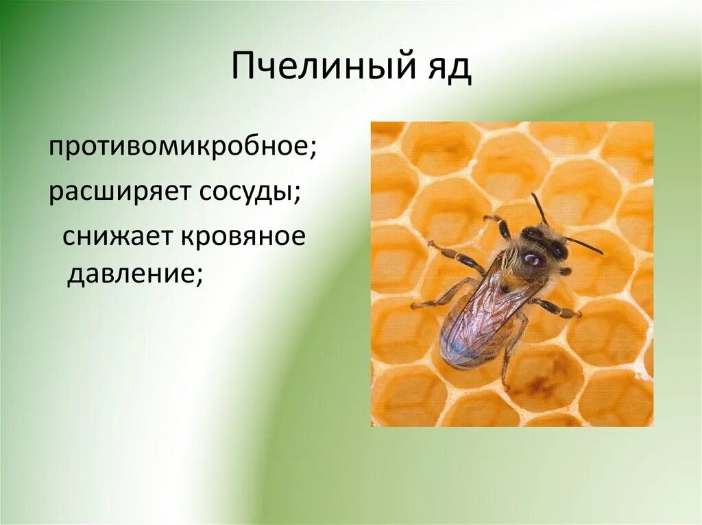 Почему пчелы относятся к насекомым. Пчелиный яд полезный 2 класс. Доклад о пчелином яде. Соты для презентации. Пчелиный яд сосуды.