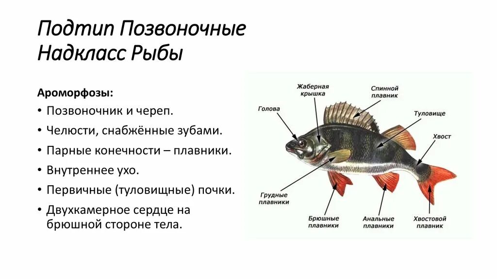 Строение пищеварительной системы костных рыб. Наружное строение костной рыбы. Внешнее строение костных рыб 7 класс биология. Внешнее строение рыбы 7 класс биология таблица. Появление челюстей у позвоночных