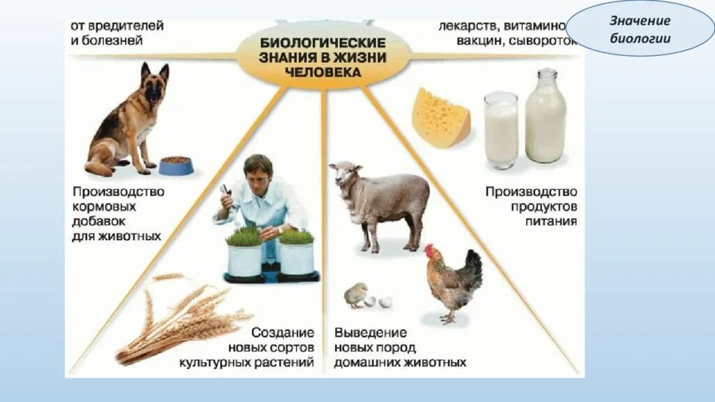 Каково значение биологии. Значение биологии. Роль биологии в жизни человека. Биологические знания в жизни человека. Значение биологических знаний.