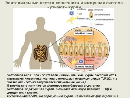 Иммунные клетки кишечника