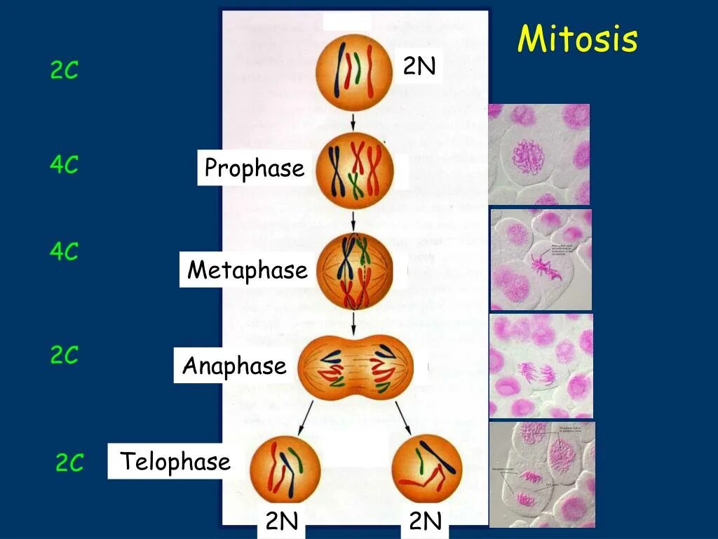 Митоз. Мейоз. Деление клетки митоз. Фазы митоза.