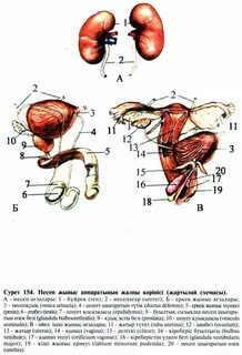 паипан сүйкімді жас 18