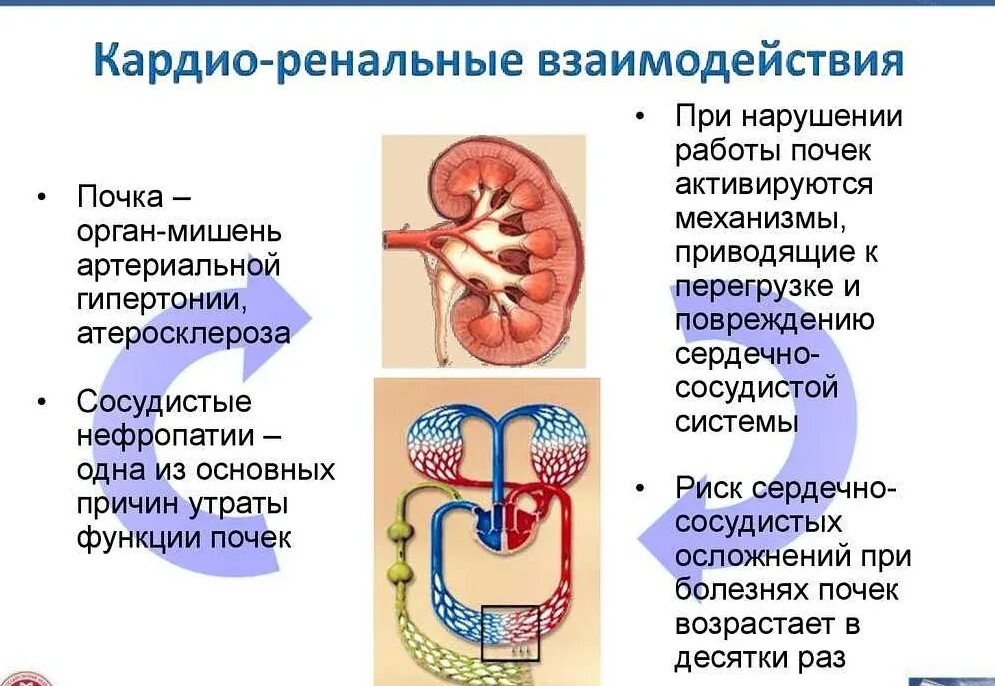 Почечное давление как определить. Заболевания почек приводящие к артериальной гипертензии. артериальная гипертензия при патологии почек. механизм поражения почек при артериальной гипертензии. почечная артериальная гипертензия давление.