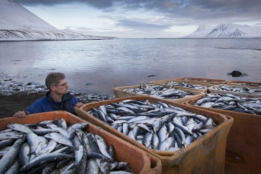 Балтийское море рыбный промысел. Рыбоперерабатывающий завод Норвегия. Рыбопромышленный комплекс дальнего Востока. Норвегия рыболовство.