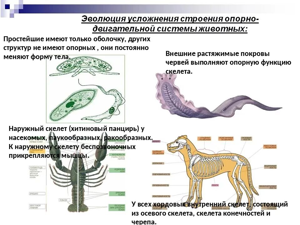 В чем проявляются усложнения организации. Характеристика эволюции опорно двигательной системы животных. Строение системы опорно двигательной системы животных. Опорно двигательная система беспозвоночных. Строение опорно двигательной системы позвоночных.