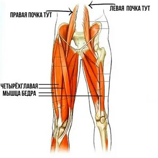 Четырехглавая мышца бедра анатомия