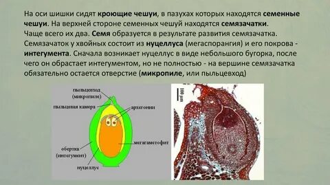 Семя образуется в результате