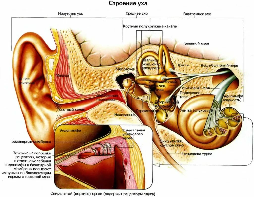 Строение внутреннего уха эндолимфа. Строение среднего уха человека анатомия. Схематическое строение внутреннего уха. Схема строения наружного среднего и внутреннего уха. Чувствительный орган слуха