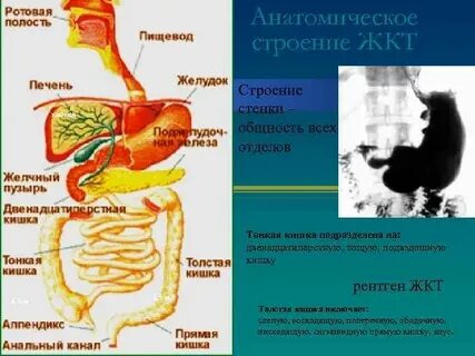 Кишечно желудочный тракт картинки