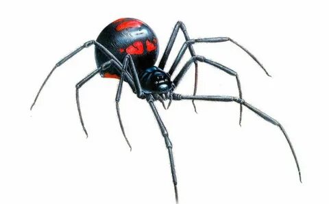 M паук