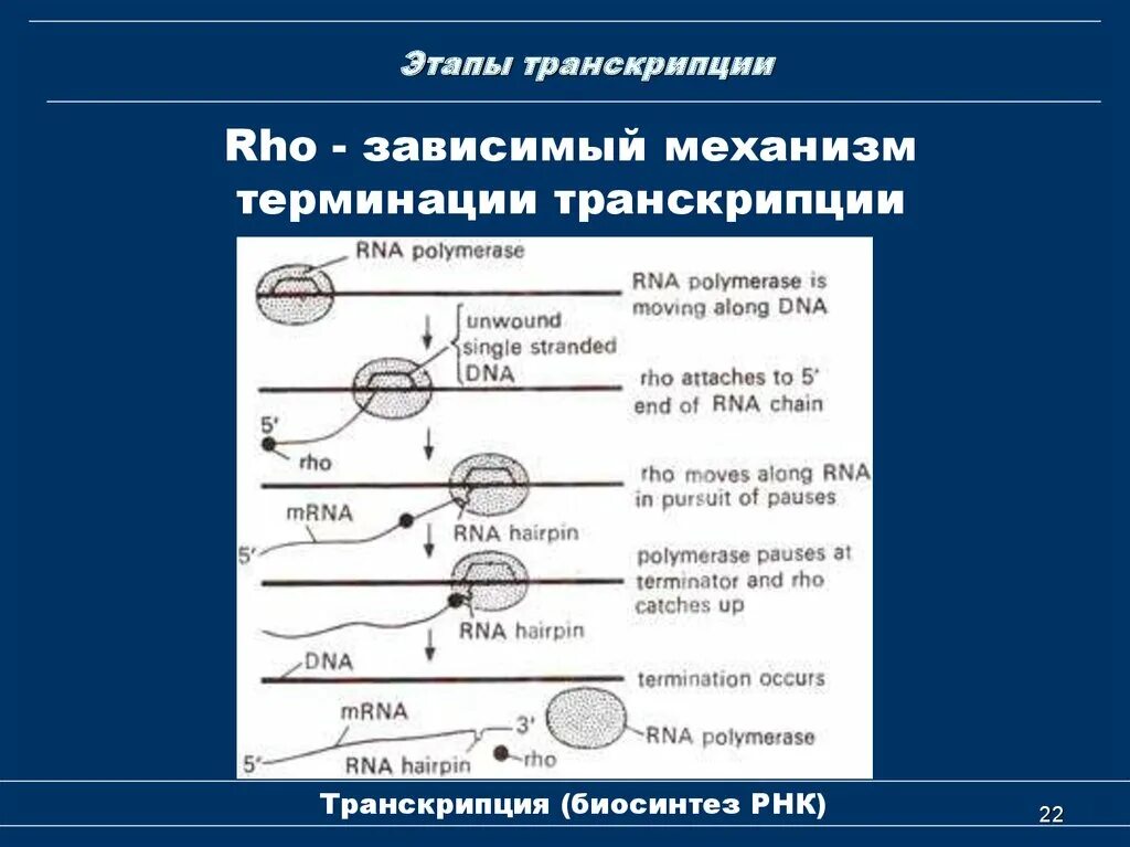 Описание процесса транскрипции. Биосинтез РНК транскрипция этапы. Основные этапы процесса транскрипции. Этапы транскрипции кратко. Механизмы терминации транскрипции.