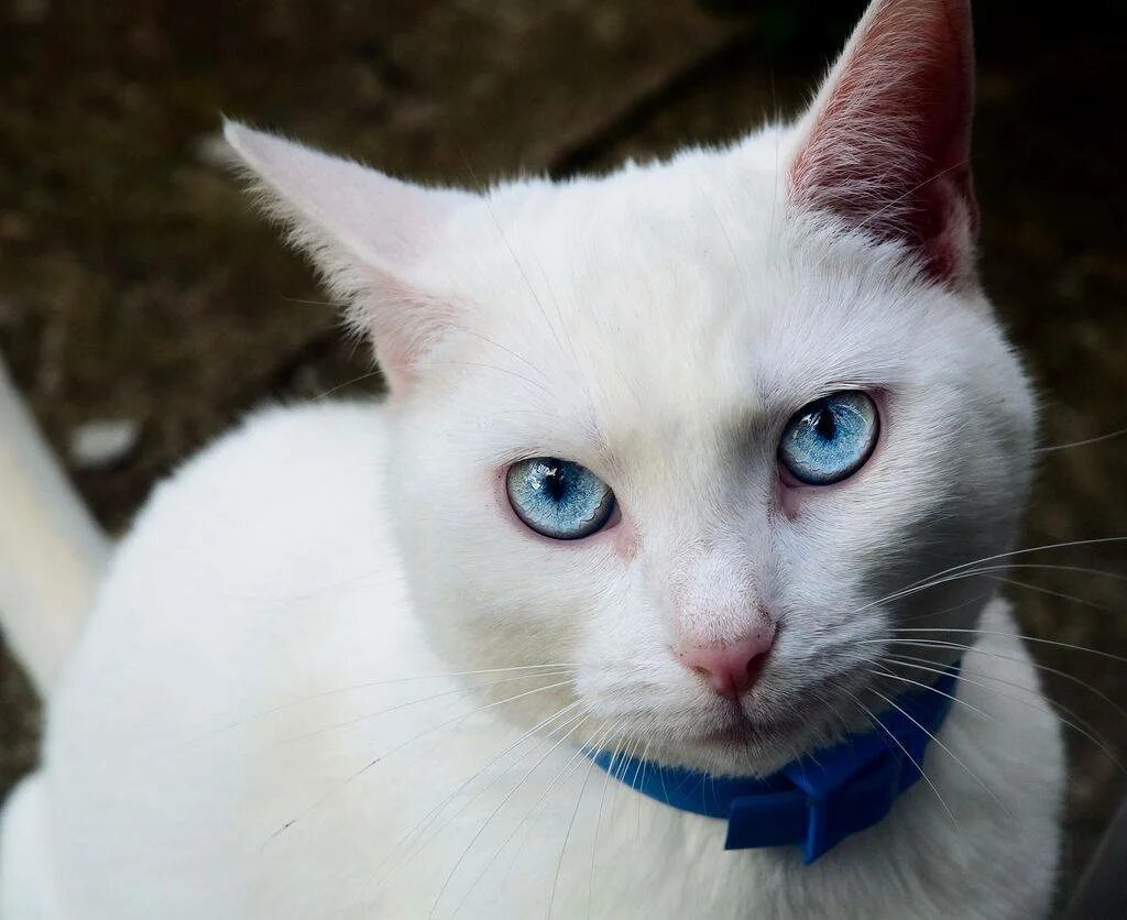 Как называется белая порода кошек. Као мани. Као-мани кошка. Коты породы као мани. Као мани котята.