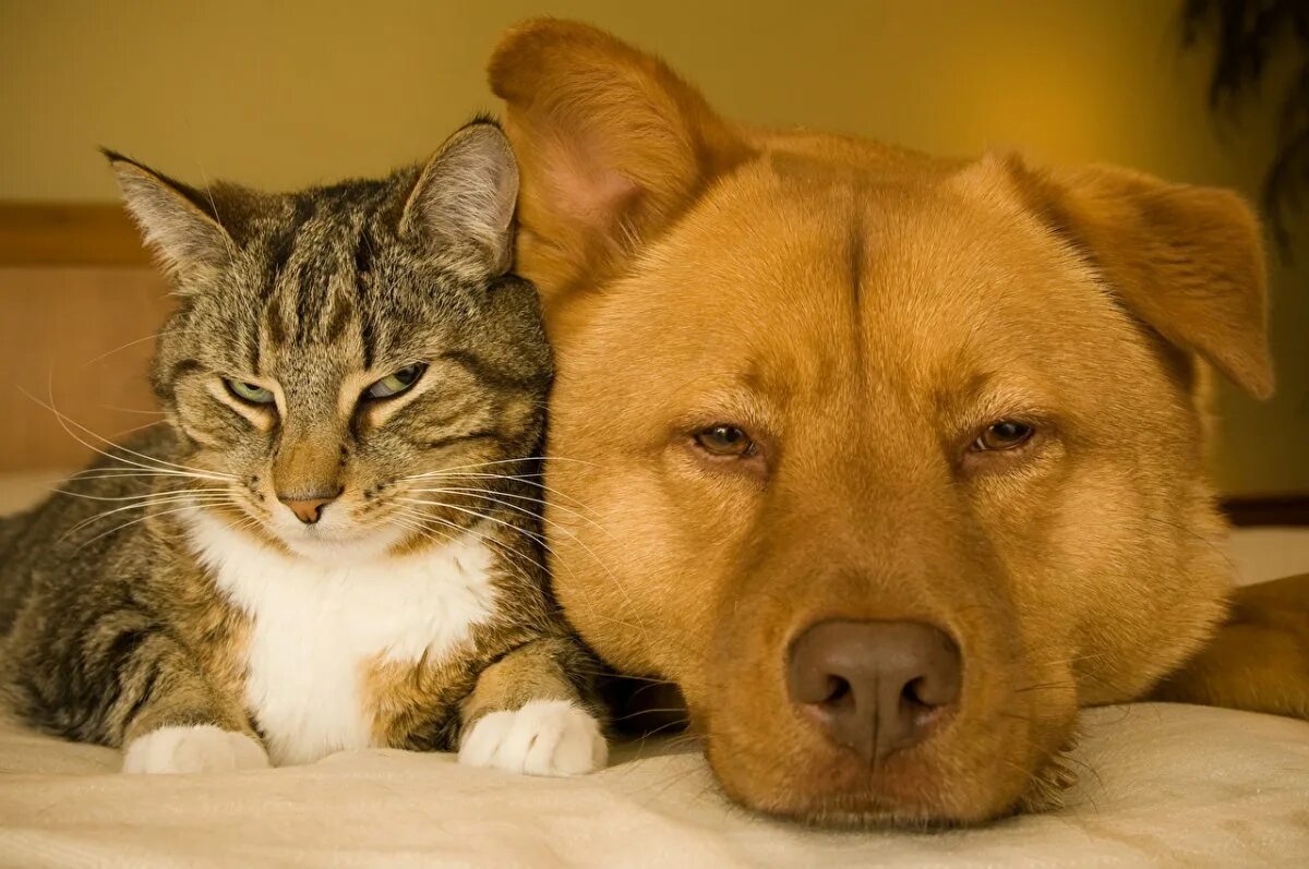 Где кошка собака. Кошки и собаки. Собака и кошка вместе. Дружба кота и собаки. Собака с кошкой дружат.