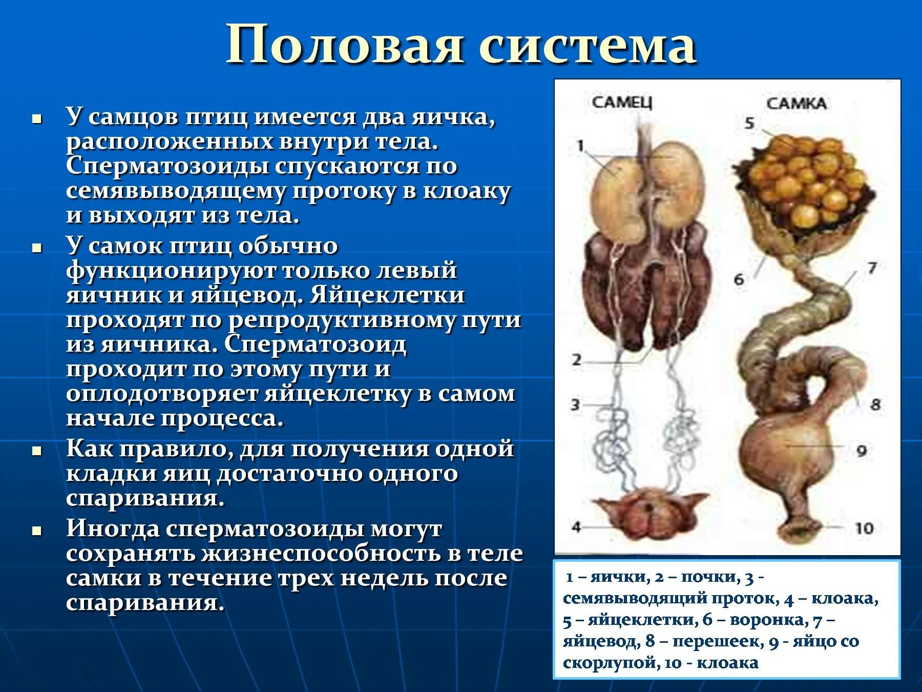 Охарактеризуйте особенности строения органов размножения птиц. Половая система птиц. Строение половой системы птиц. Половая система самцов птиц. Половая система птиц строение.