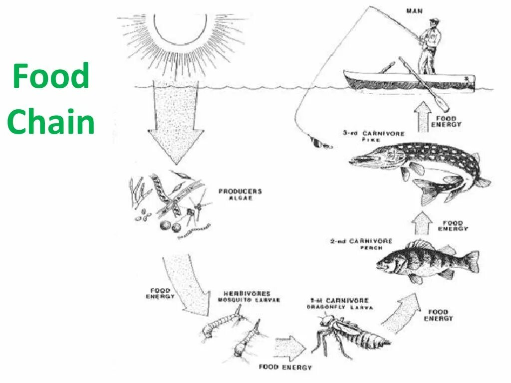 Пищевая цепь озера схема. Модель цепи питания пресноводного сообщества. Схема цепи питания пресноводного водоема. Цепь питания водоросли рыба.