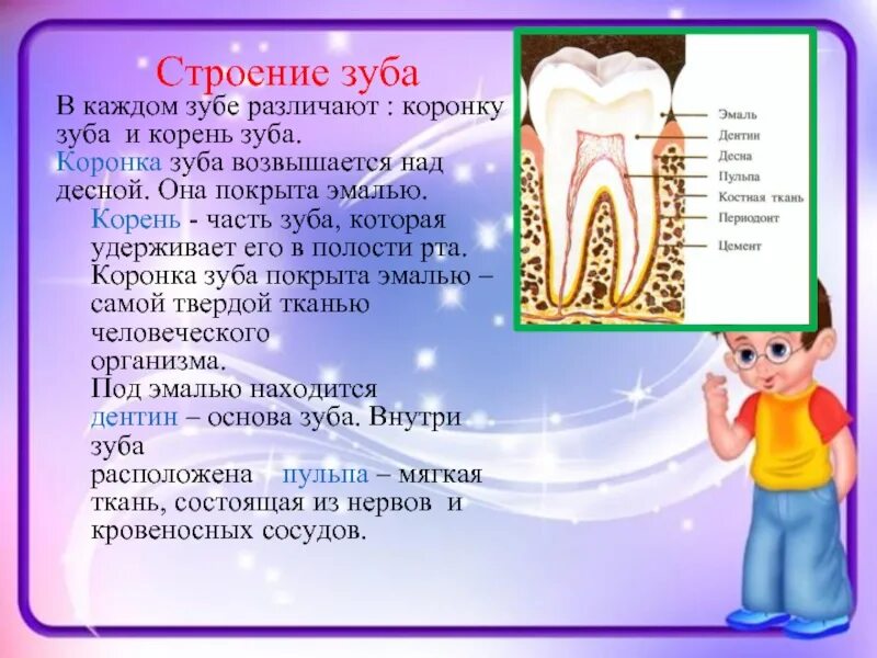 Какую функцию выполняет коронка зуба. Строение зуба. Строение зуба коронка корень. В каждом зубе различают.