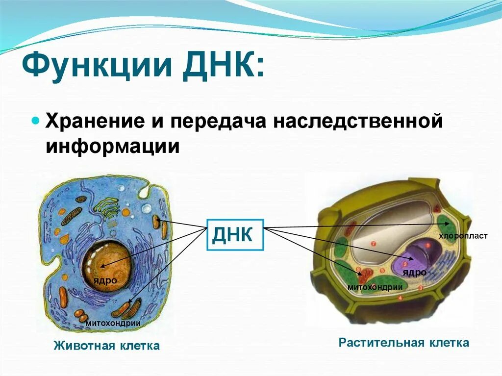 ДНК хранение и передача наследственной информации. ДНК животной клетки. Хранение информации животной клетки. ДНК растительной клетки. За хранение наследственной информации отвечают