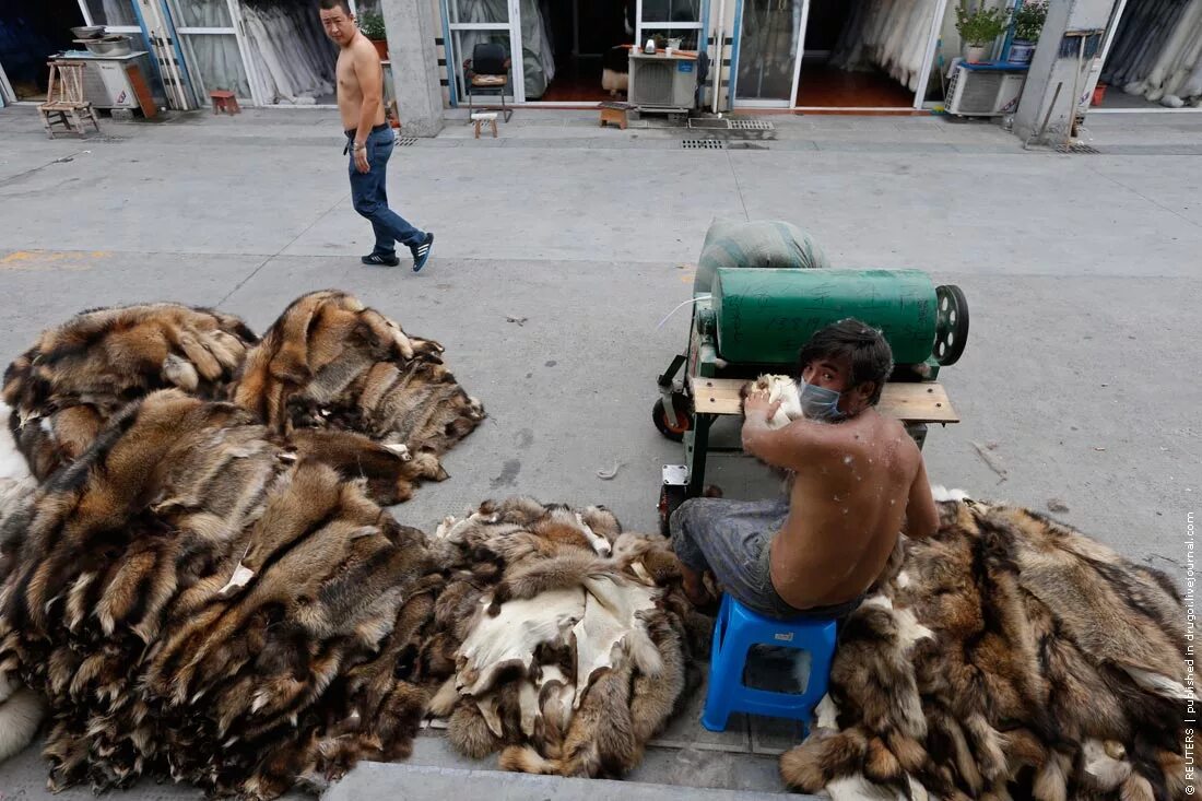 Звероферма норки в россии. Сколько убивают животных. Убийство животных ради шубы. Убийство животных ради меха. Сколько убивают животных.