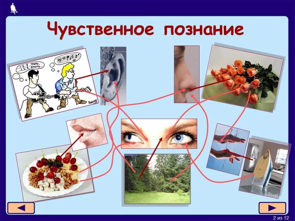 Чувственное познание познание с помощью. Чувственное познание. чувственное познание презентация.