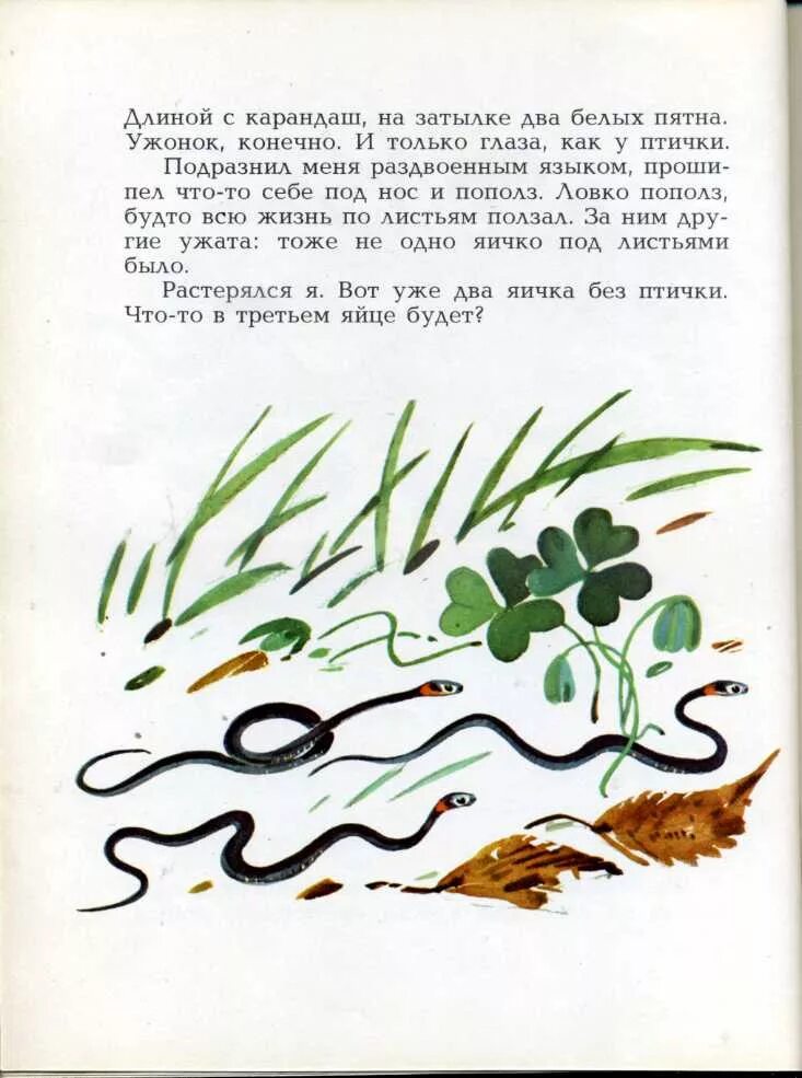 Н.Сладкова загадочный зверь. Сладков загадочный зверь