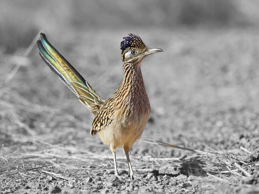 *калифорнийская земляная кукушка (кукушка-подорожник). Roadrunner птица. Калифорнийская бегающая кукушка. Калифорнийская кукушка подорожник. Калифорнийская кукушка подорожник.