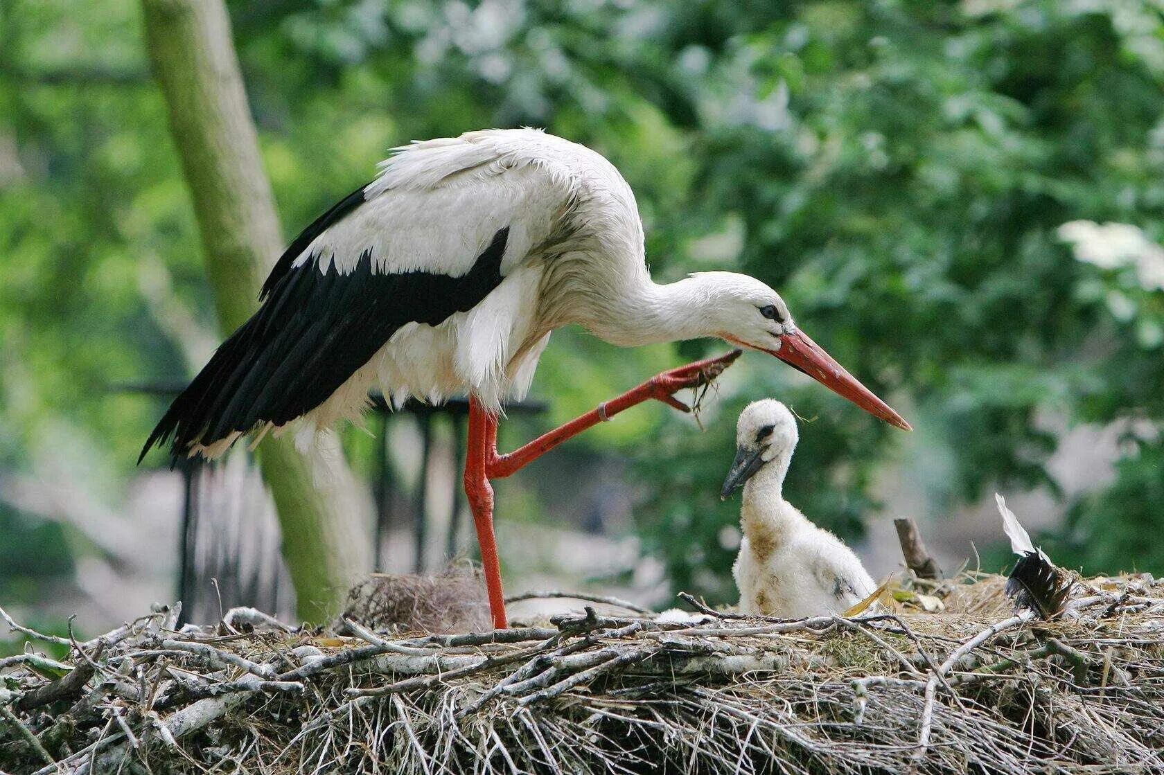 Аист это. Ciconia ciconia. аист птица. белый аист птица. аисты фото красивые.