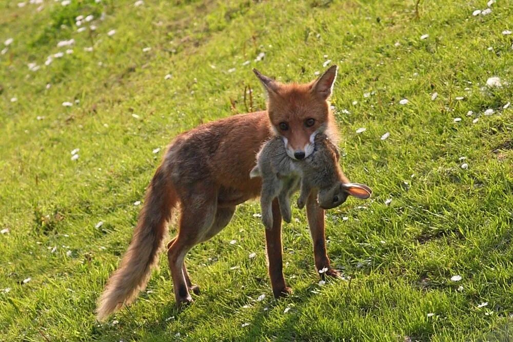 Лиса. Фото лисы. Лиса ест. Лиса ест зайца. Fox cock