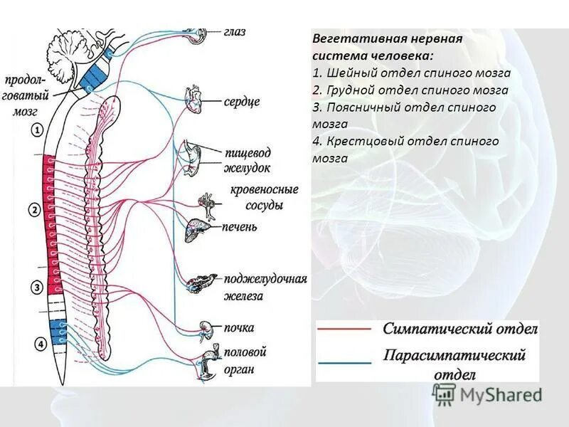 Спинной мозг вегетативные функции. Спинной мозг вегетативная нервная система. Центр вегетативной нервной системы спинного мозга расположен в. Строение нервной системы человека спинной мозг. Вегетативная нервная система схема спинного мозга.