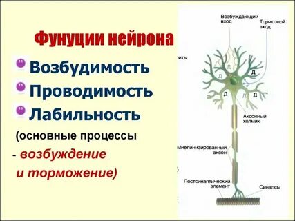 К какому уровню относится нейрон
