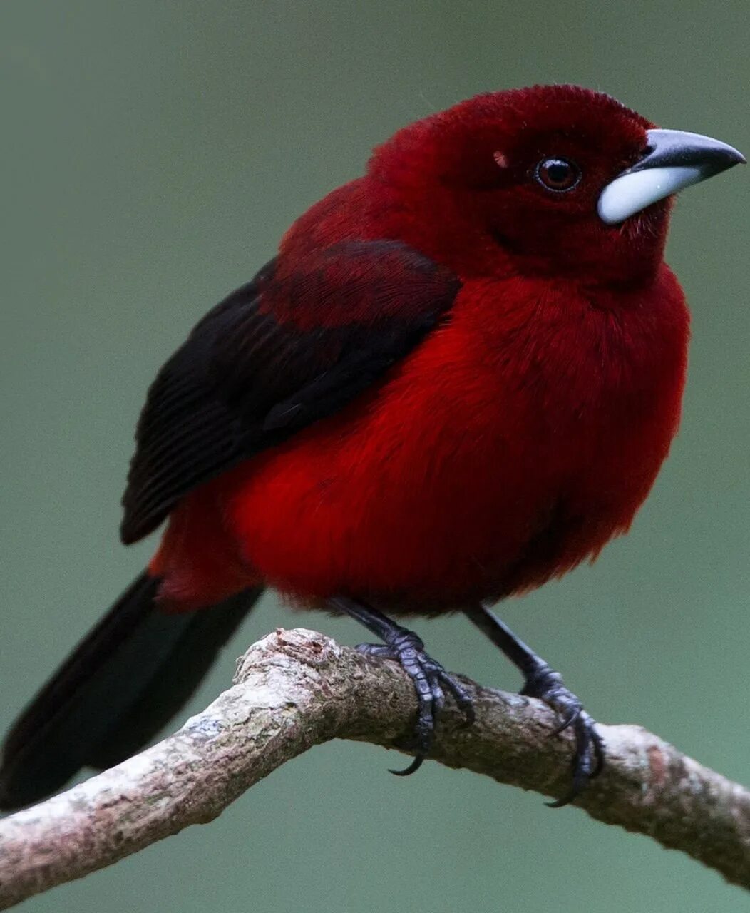 Красногрудый дубоносовый кардинал. Маленькая бордовая птичка. Rosefinch птица. Красная птица. Бордовая птица.