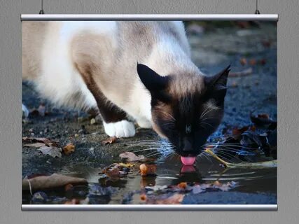 Можно ли кошкам воду