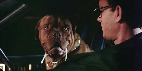 Me dogs like