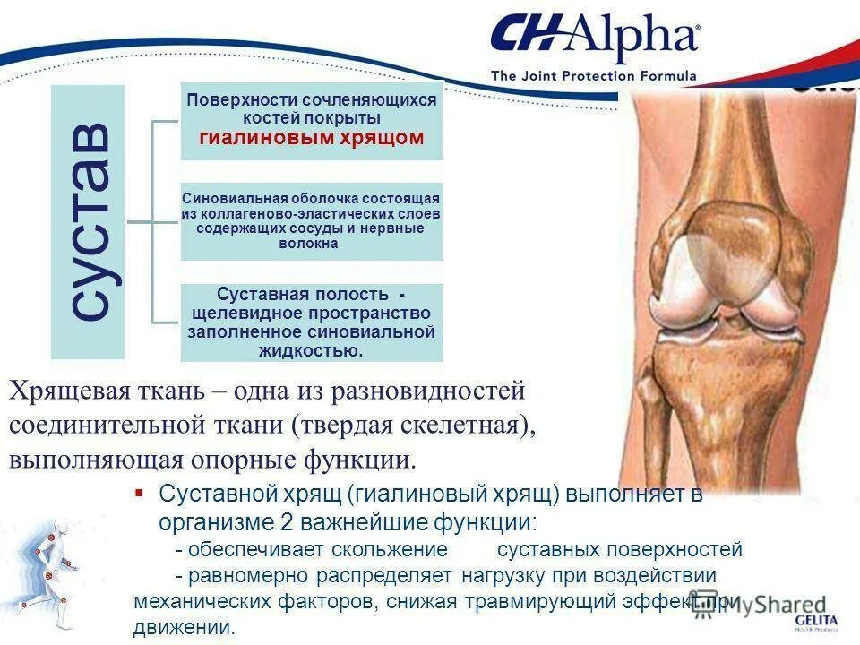 Чем покрыты суставные поверхности костей. Строение суставного хряща. Коллаген для хрящей и суставов.