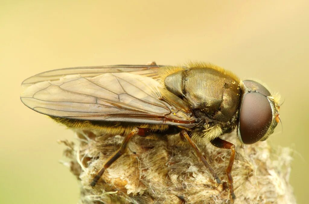 мухи похожие. мухи похожие. муха-журчалка (сирфида). муха журчалка. муха журчалка.