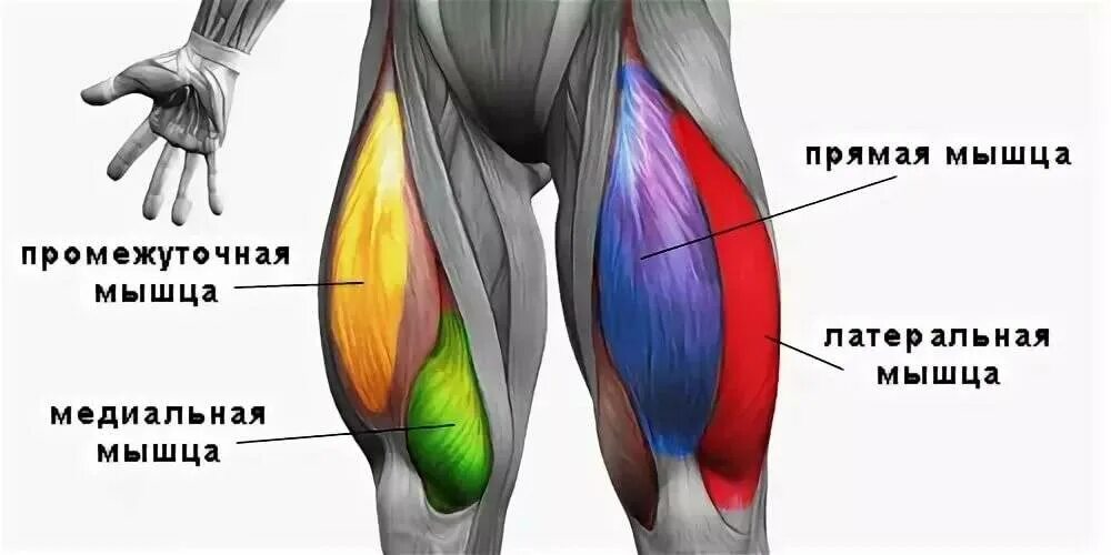 Медиальный и латеральный это. Четырехглавая мышца бедра (квадрицепс). Промежуточная головка четырехглавой мышцы бедра. Сухожилие четырехглавой мышцы бедра анатомия. Мышца квадрицепс бедра анатомия.