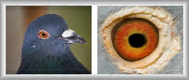 Глаза у птиц особенности. Зрение птиц. Строение глаза птицы. Строение глаза голубя. Цветное зрение у птиц.