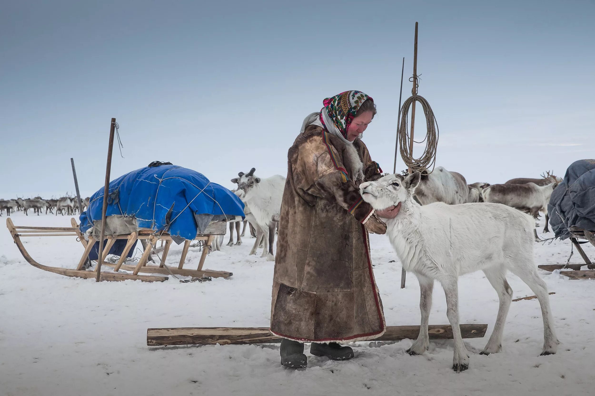 Ненцы в сибири. Ненцы оленеводы. Эвенки оленеводы. Ненцы Канинская тундра. Манси оленеводство.