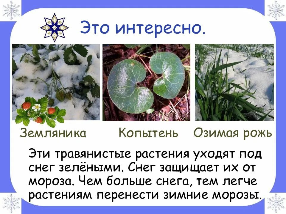 Почему растение под