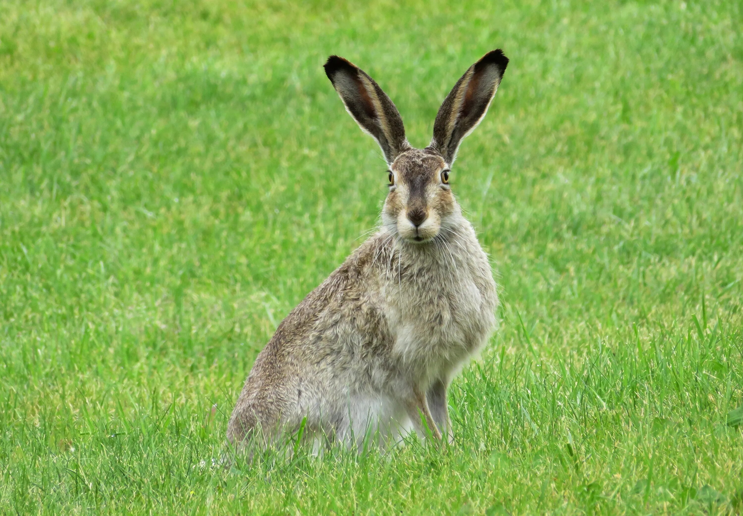 Hare&#039;s