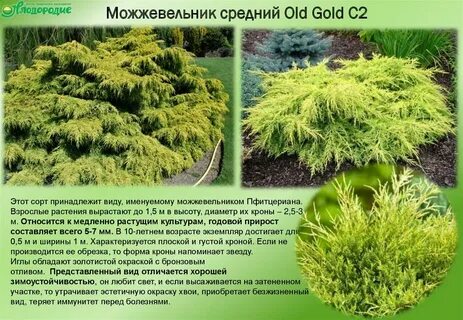 Можжевельник олд голд описание