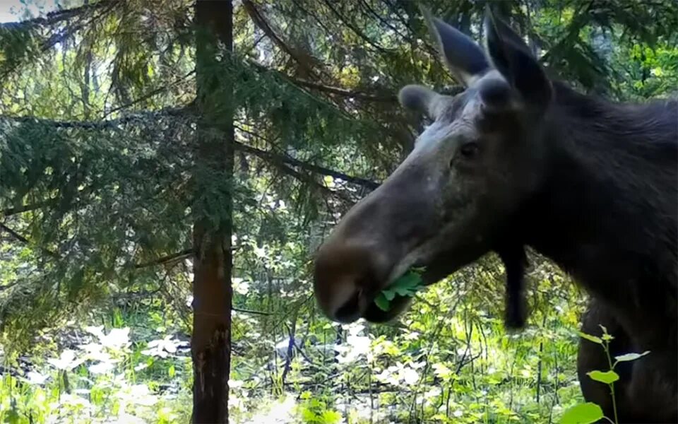 Лось кабан и волк. Окский биосферный заповедник. Окский заповедник животные. Кабан Окский заповедник. Животные Окского заповедника Рязанской области.