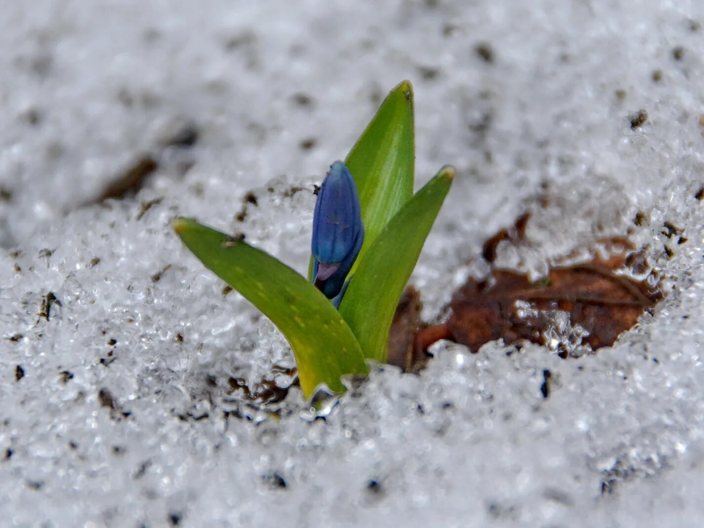 Ирисы в снегу. Крокусы в снегу. «крокусы под снегом». Белорусский подснежник. Весенний лес с подснежниками в проталинах.